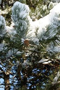 Pine conifer pine branch photo