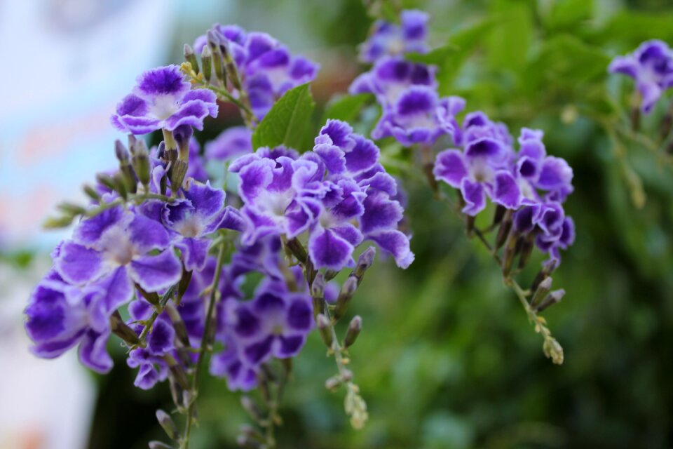 Flowers little flower purple flowers