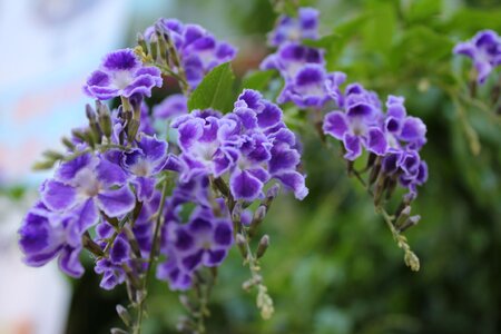 Flowers little flower purple flowers