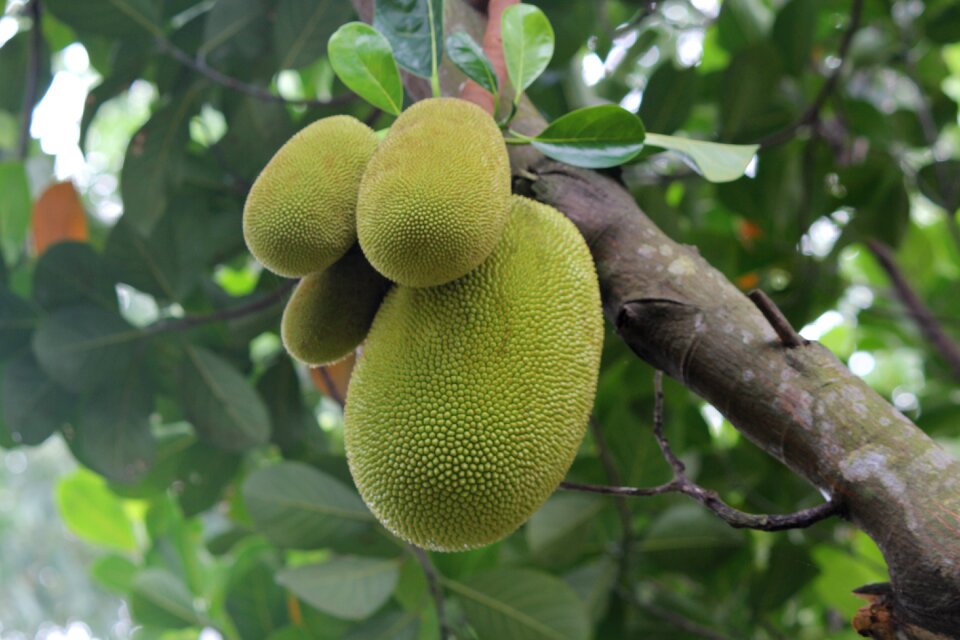 Jackfruit the jackfruit beam jackfruit