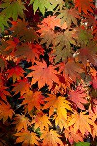 The leaves leaf red maple
