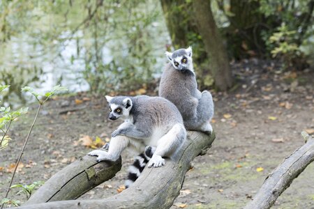 Mammals mammal wild animals
