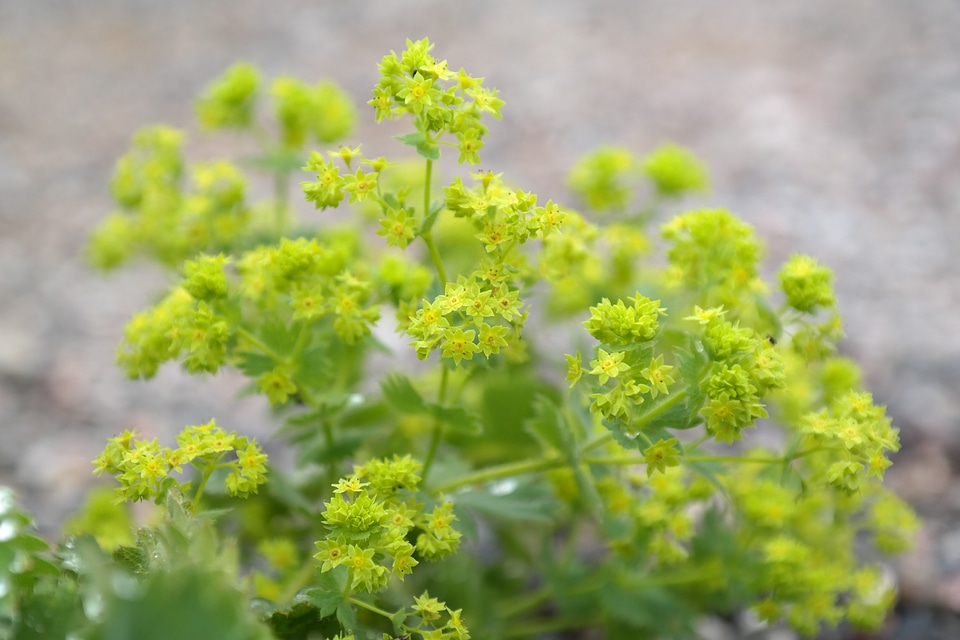 Sharp lappiger lady's mantle herb inflorescence