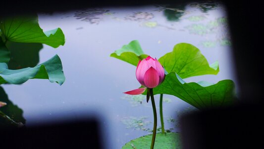 Plant the water summer