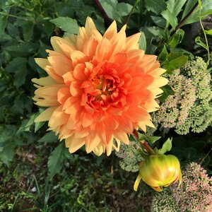 Flower blossom