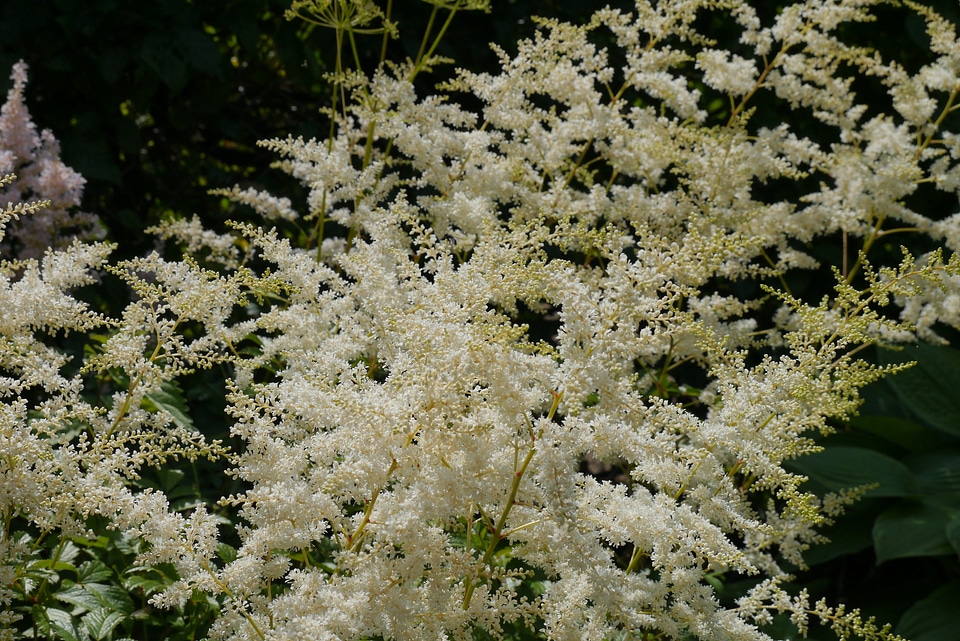 Flowers garden astilbe