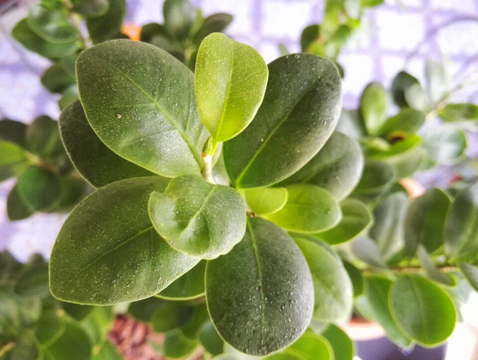 Ficus ginseng green
