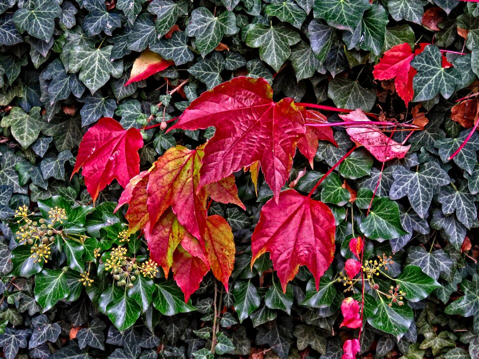 Ivy hedera helix climbing