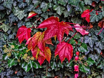 Ivy hedera helix climbing