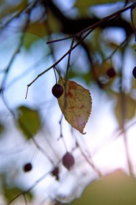 Dry leaves crop light photo