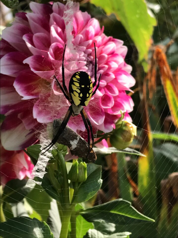 Web flower