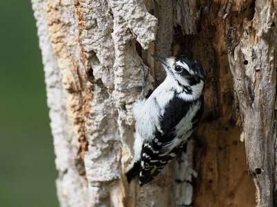 Dryobates pubescens bird photo