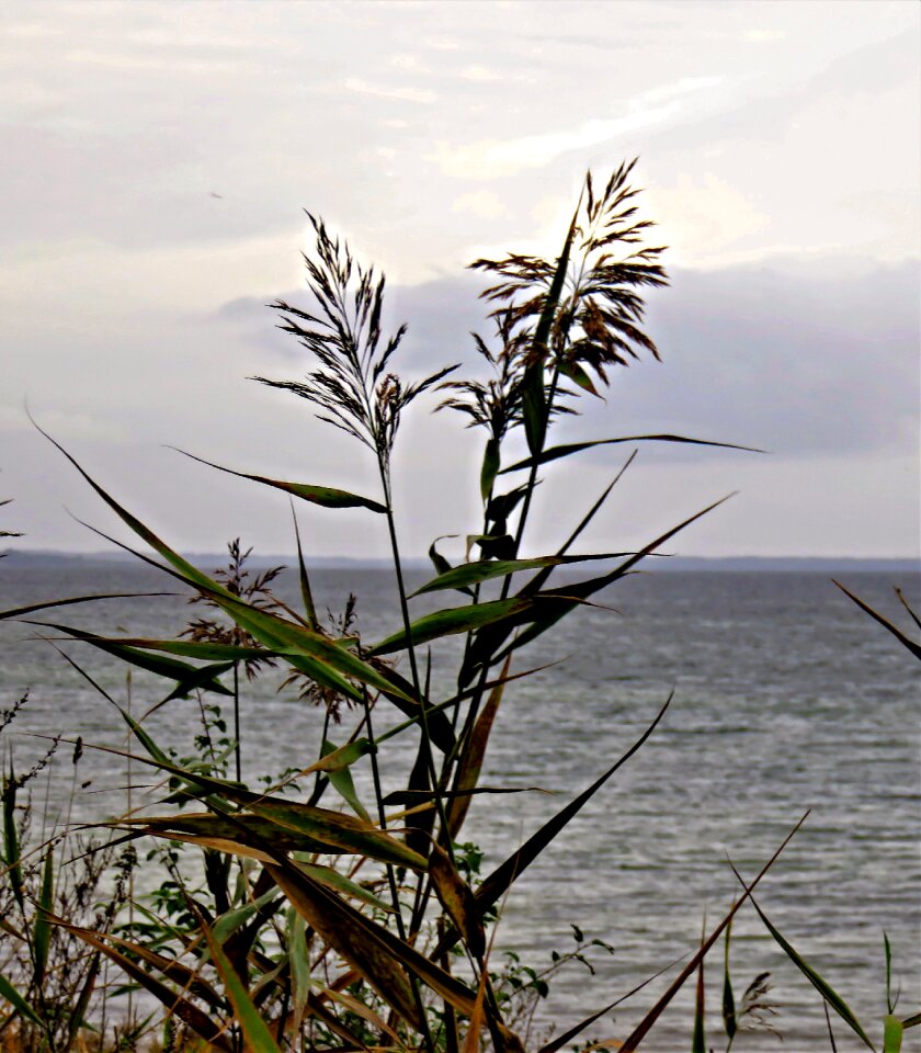 Gray clouds grasses rush