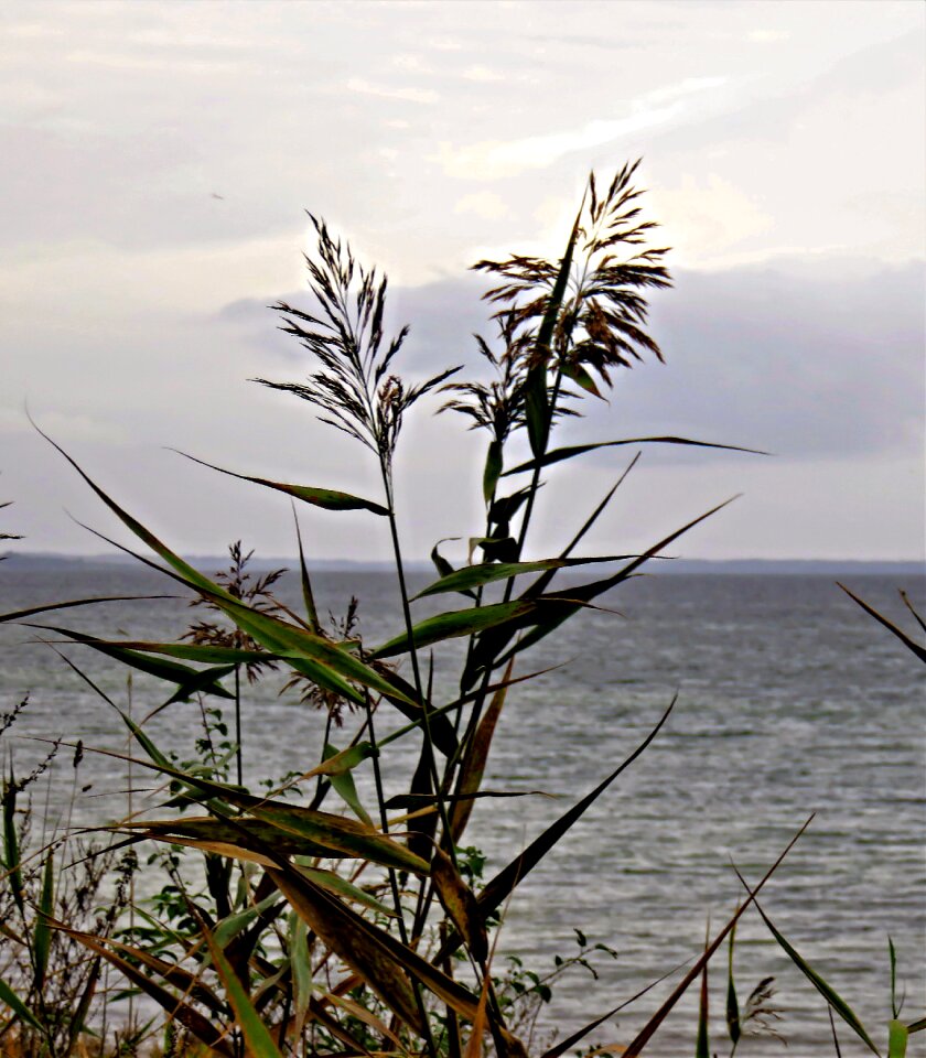 Gray clouds grasses rush photo