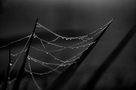 Morning dewdrops web