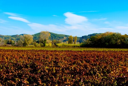 Color beaucaire red photo