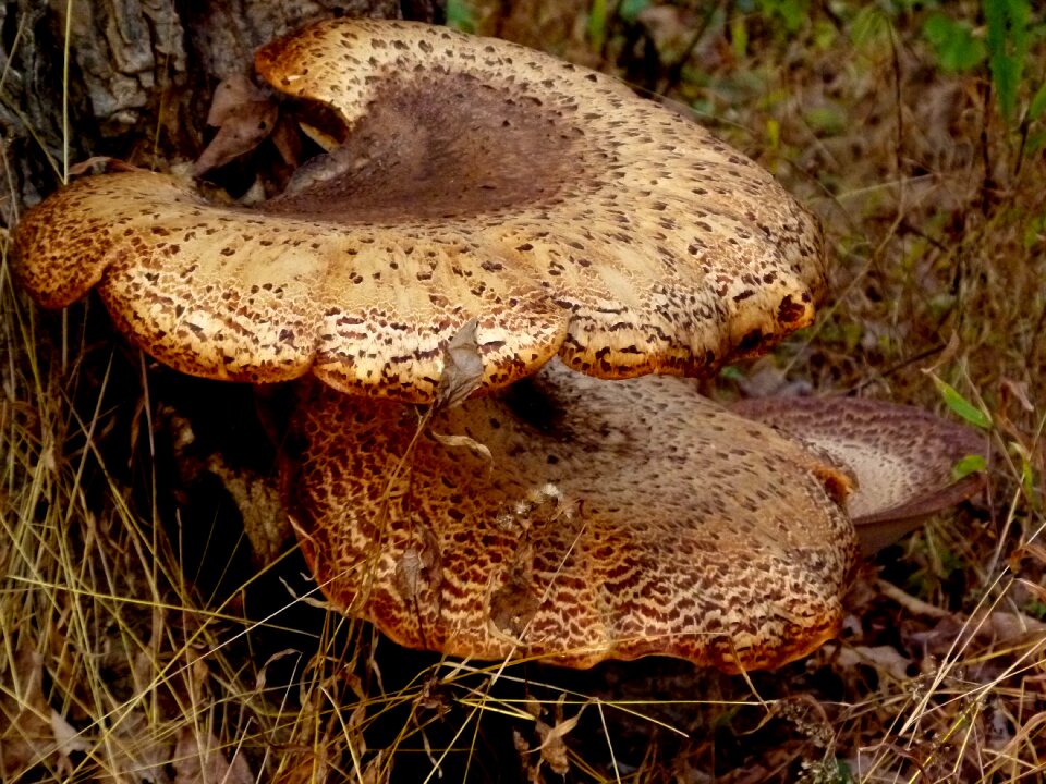 Polyporus squamosus