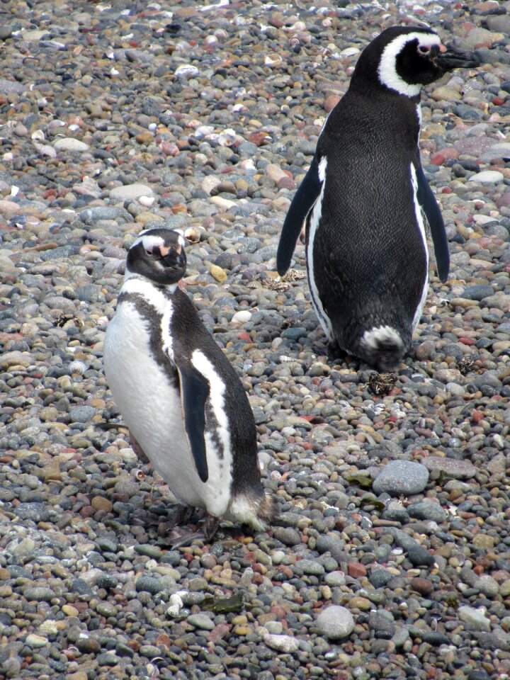 Patagonia south penguin patagonico
