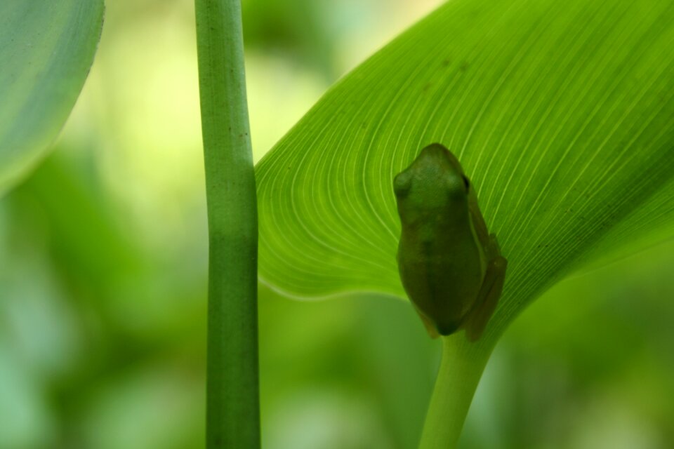Leaf amphibian