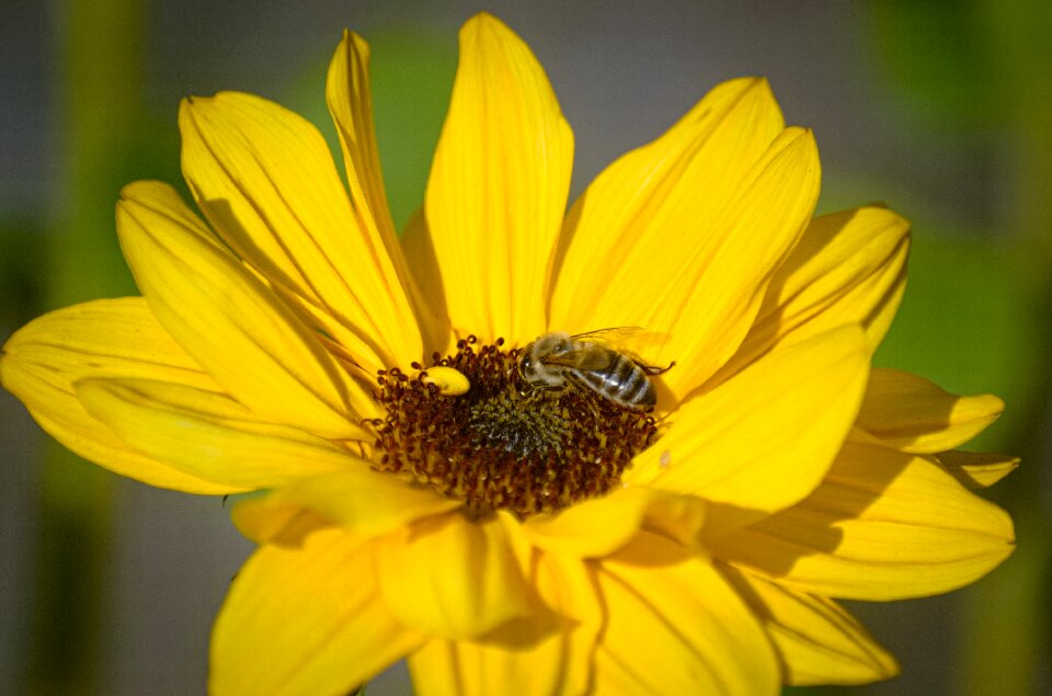Insect yellow autumn