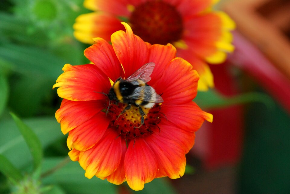 Bloom nature summer