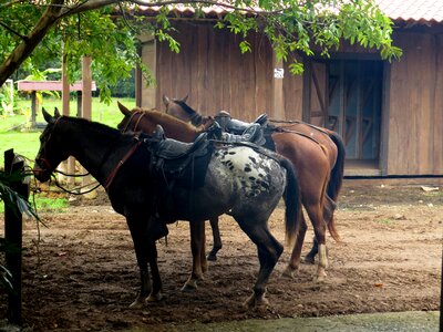 Equestrian sport animal photo