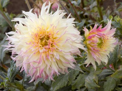 Dahlias flowers botanical garden