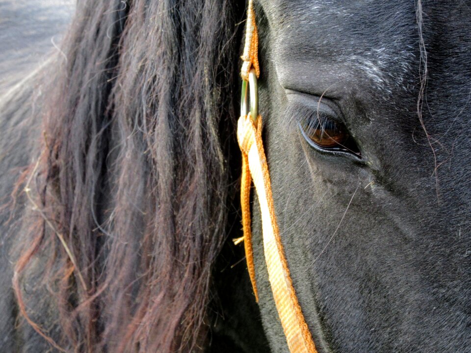 Mane eye animal