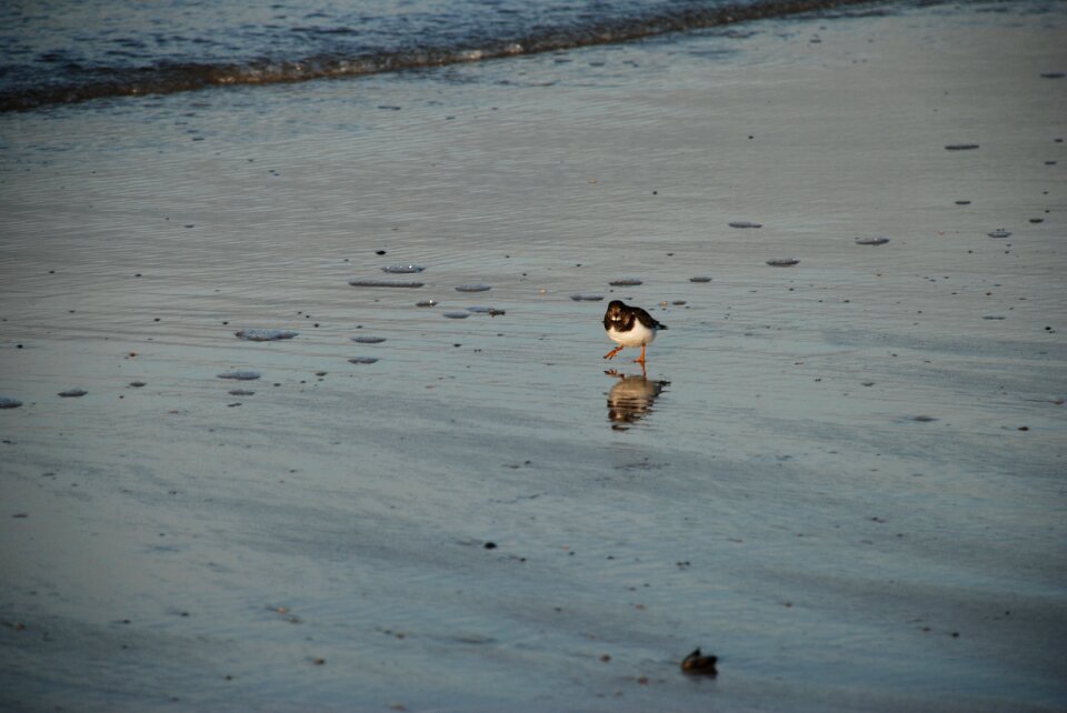 Nature lonely alone photo