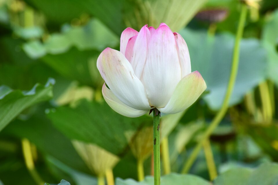 Nature spring plant