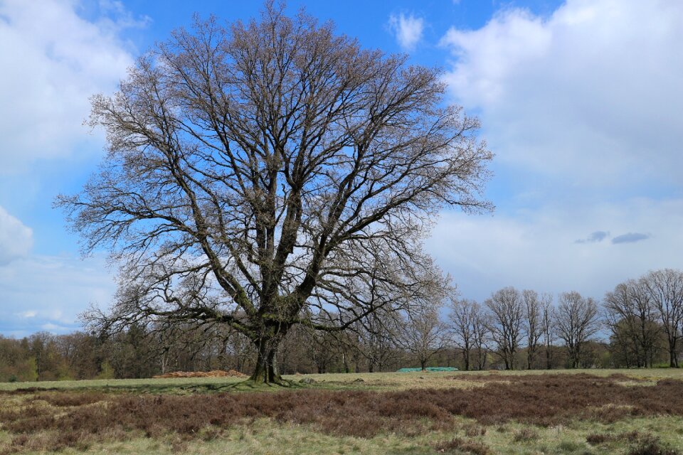 Landscape heide nature