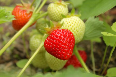 Berry tasty