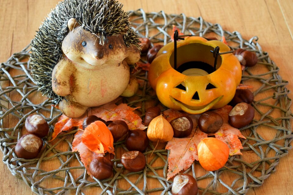 Hedgehog halloween chestnut