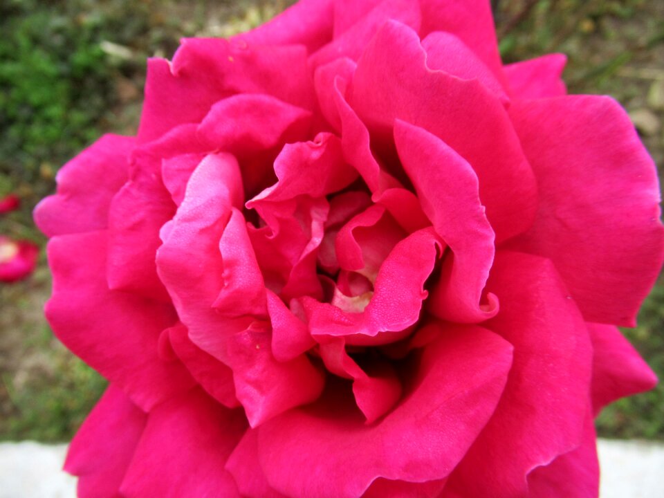 Rose open petals