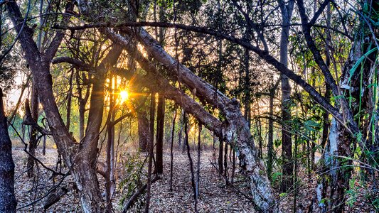 Woodland sunrise screen background