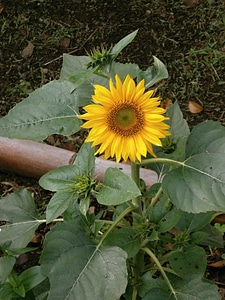 Summer flowers yellow flowers garden photo