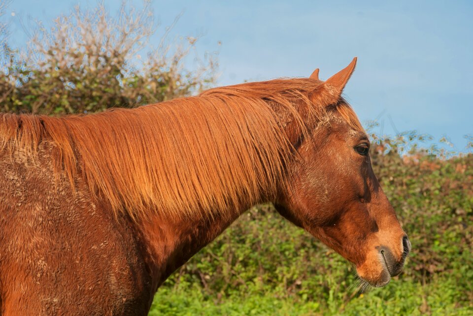 Brown horse brown animal