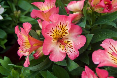 Blossom plant pink