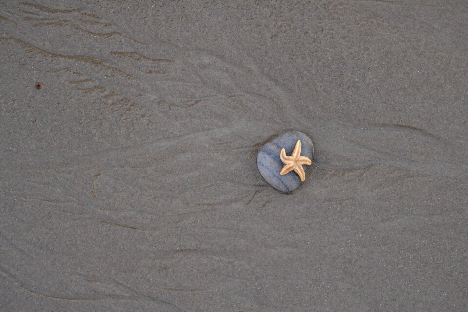 Still life sea sand