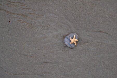Still life sea sand photo