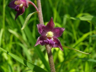 On the go in the taubergießen orchids photo