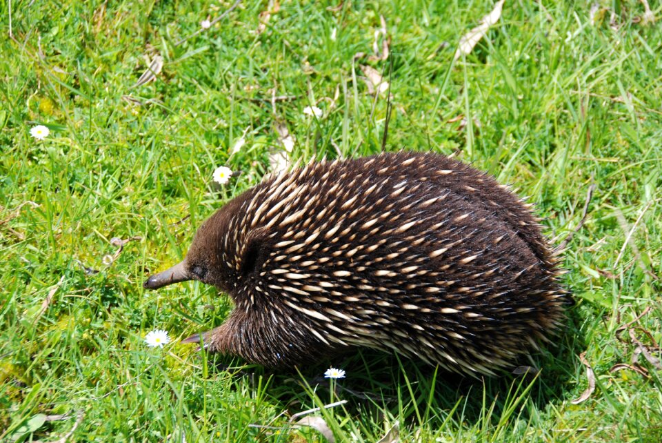 Animal echidna animal world