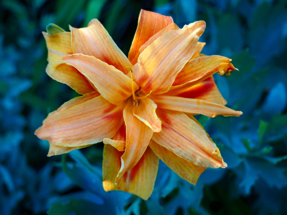 Plant orange summer