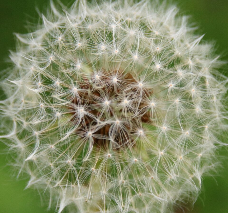 Flower flora