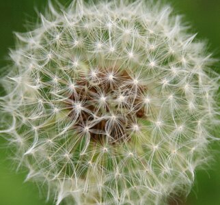 Flower flora