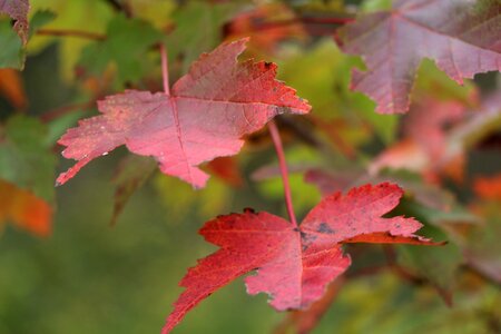 Autumn maple photo