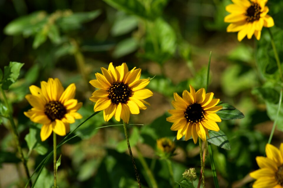 Nature happy flower