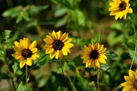 Nature happy flower photo