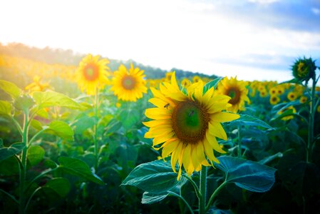 Sunflowers dalat milk lam dong