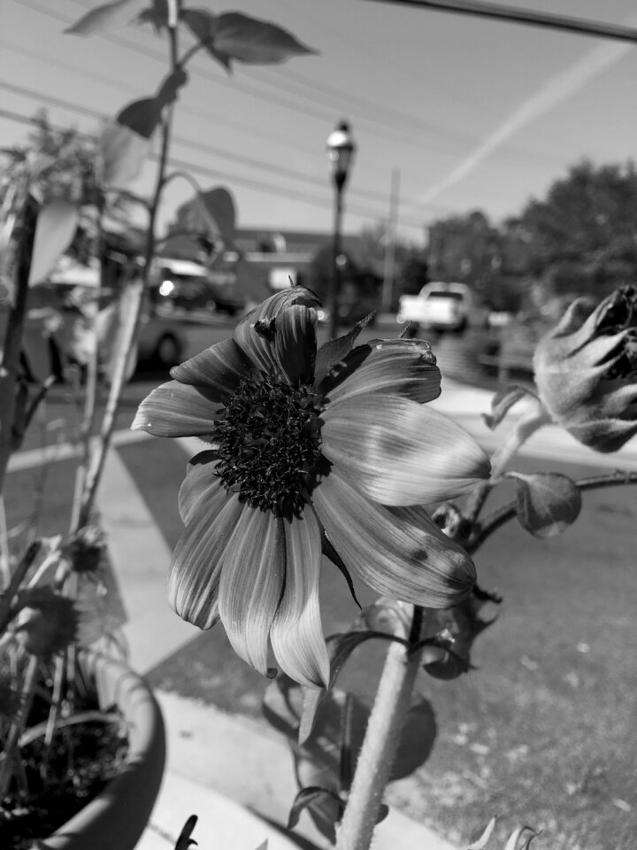 Flower takoma photo